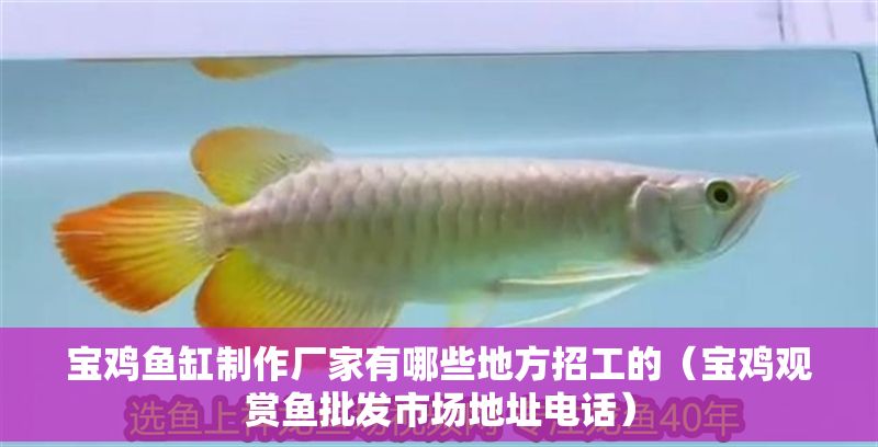 寶雞魚(yú)缸制作廠家有哪些地方招工的（寶雞觀賞魚(yú)批發(fā)市場(chǎng)地址電話）