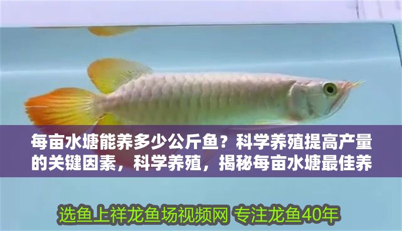 每畝水塘能養多少公斤魚？科學養殖提高產量的關鍵因素，科學養殖，揭秘每畝水塘最佳養魚密度與高產關鍵因素 每畝水塘能養多少公斤魚？科學養殖提高產量的關鍵因素，科學養殖，揭秘每畝水塘最佳養魚密度與高產關鍵因素 龍魚百科 第1張