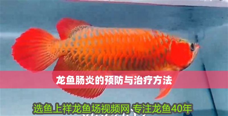 龍魚腸炎的預(yù)防與治療方法