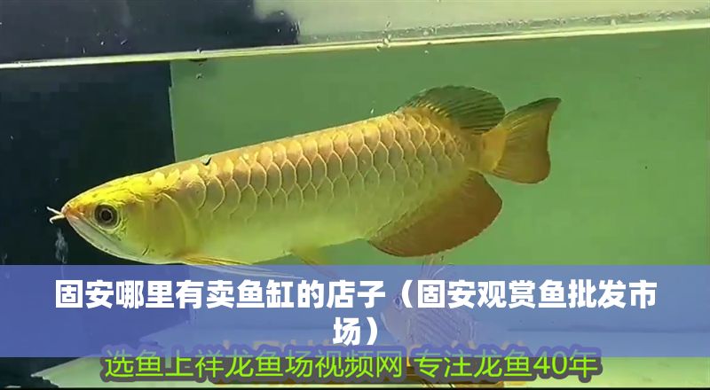 固安哪里有賣魚缸的店子（固安觀賞魚批發市場） 固安哪里有賣魚缸的店子（固安觀賞魚批發市場） 龍魚百科 第1張