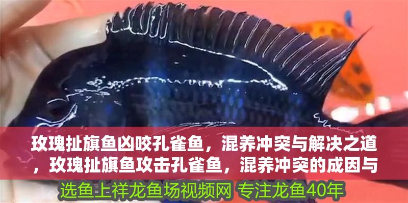 玫瑰扯旗魚兇咬孔雀魚，混養沖突與解決之道，玫瑰扯旗魚攻擊孔雀魚，混養沖突的成因與解決方案