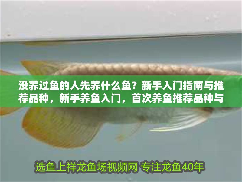 沒養(yǎng)過魚的人先養(yǎng)什么魚？新手入門指南與推薦品種，新手養(yǎng)魚入門，首次養(yǎng)魚推薦品種與實用指南