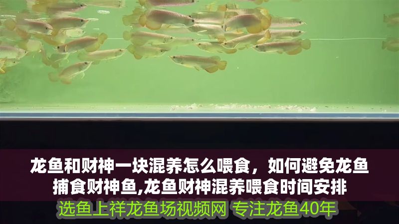 龍魚和財神一塊混養怎么喂食，如何避免龍魚捕食財神魚,龍魚財神混養喂食時間安排