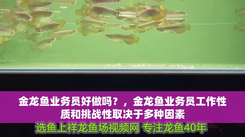 金龍魚業(yè)務(wù)員好做嗎？，金龍魚業(yè)務(wù)員工作性質(zhì)和挑戰(zhàn)性取決于多種因素 金龍魚業(yè)務(wù)員好做嗎？，金龍魚業(yè)務(wù)員工作性質(zhì)和挑戰(zhàn)性取決于多種因素 龍魚百科 第2張