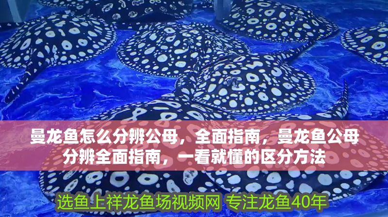 曼龍魚怎么分辨公母，全面指南，曼龍魚公母分辨全面指南，一看就懂的區分方法