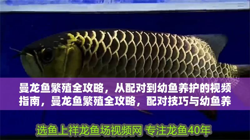 曼龍魚繁殖全攻略，從配對到幼魚養護的視頻指南，曼龍魚繁殖全攻略，配對技巧與幼魚養護視頻指南