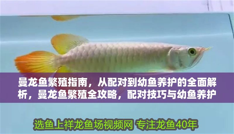 曼龍魚繁殖指南，從配對到幼魚養護的全面解析，曼龍魚繁殖全攻略，配對技巧與幼魚養護詳解