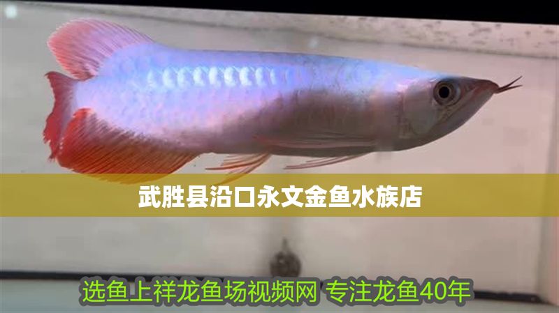 武勝縣沿口永文金魚水族店 武勝縣沿口永文金魚水族店 全國水族館企業名錄 第1張