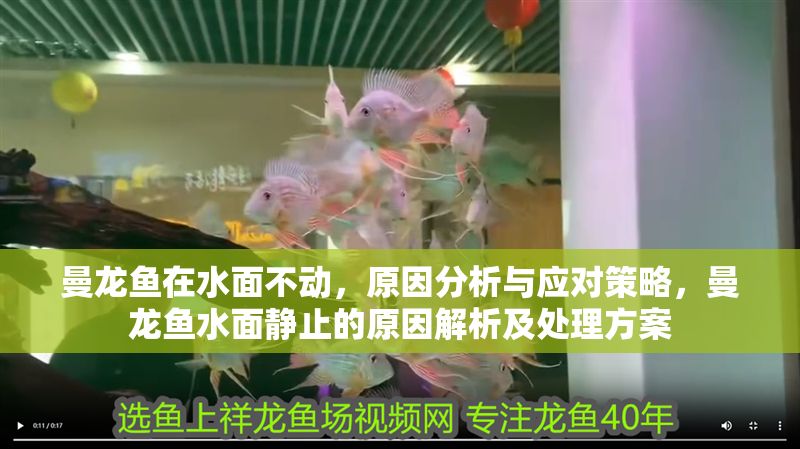 曼龍魚在水面不動，原因分析與應對策略，曼龍魚水面靜止的原因解析及處理方案