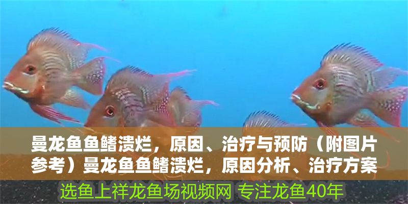 曼龍魚魚鰭潰爛，原因、治療與預(yù)防（附圖片參考）曼龍魚魚鰭潰爛，原因分析、治療方案及預(yù)防措施（含圖片參考）