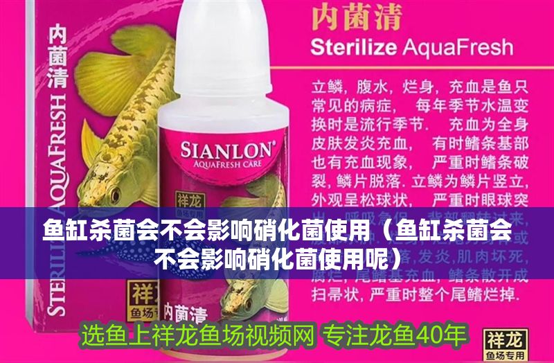 魚缸殺菌會不會影響硝化菌使用（魚缸殺菌會不會影響硝化菌使用呢）