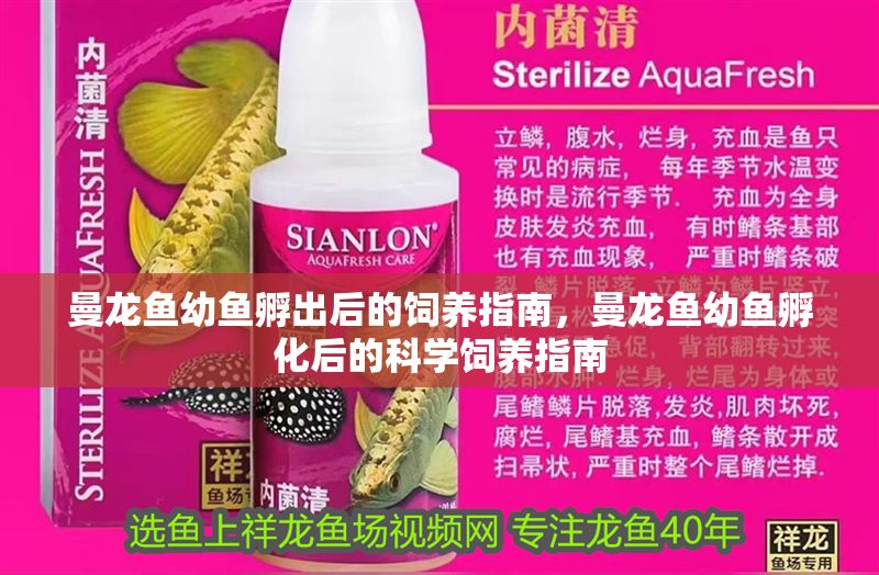 曼龍魚幼魚孵出后的飼養(yǎng)指南，曼龍魚幼魚孵化后的科學(xué)飼養(yǎng)指南