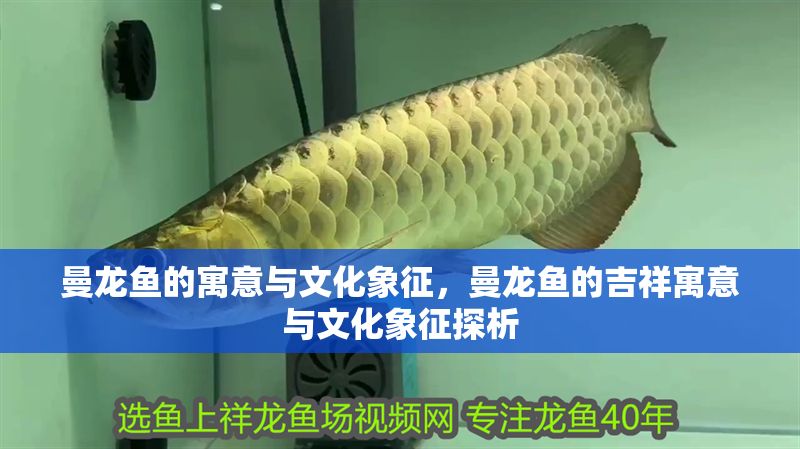 曼龍魚的寓意與文化象征，曼龍魚的吉祥寓意與文化象征探析 曼龍魚的寓意與文化象征，曼龍魚的吉祥寓意與文化象征探析 龍魚百科 第1張