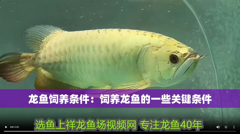 龍魚飼養(yǎng)條件：飼養(yǎng)龍魚的一些關(guān)鍵條件