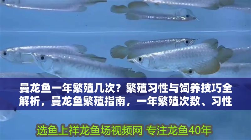 曼龍魚一年繁殖幾次？繁殖習性與飼養技巧全解析，曼龍魚繁殖指南，一年繁殖次數、習性及飼養技巧全解析