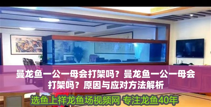 曼龍魚一公一母會(huì)打架嗎？曼龍魚一公一母會(huì)打架嗎？原因與應(yīng)對(duì)方法解析
