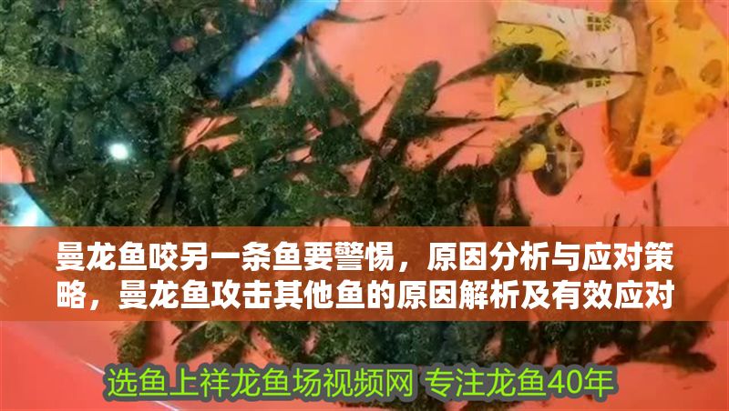 曼龍魚咬另一條魚要警惕,原因分析與應對策略,曼龍魚攻擊其他魚的原因解析及有效應對方法 龍魚百科 第1張 曼龍魚咬另一條魚要警惕,原因分析與應對策略,曼龍魚攻擊其他魚的原因解析及有效應對方法 曼龍魚咬另一條魚要警惕,原因分析與應對策略,曼龍魚攻擊其他魚的原因解析及有效應對方法 龍魚百科 第1張
