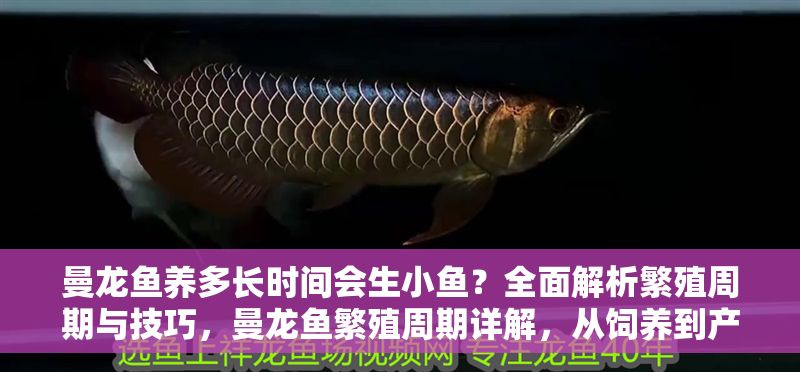 曼龍魚養多長時間會生小魚？全面解析繁殖周期與技巧，曼龍魚繁殖周期詳解，從飼養到產卵的全過程技巧