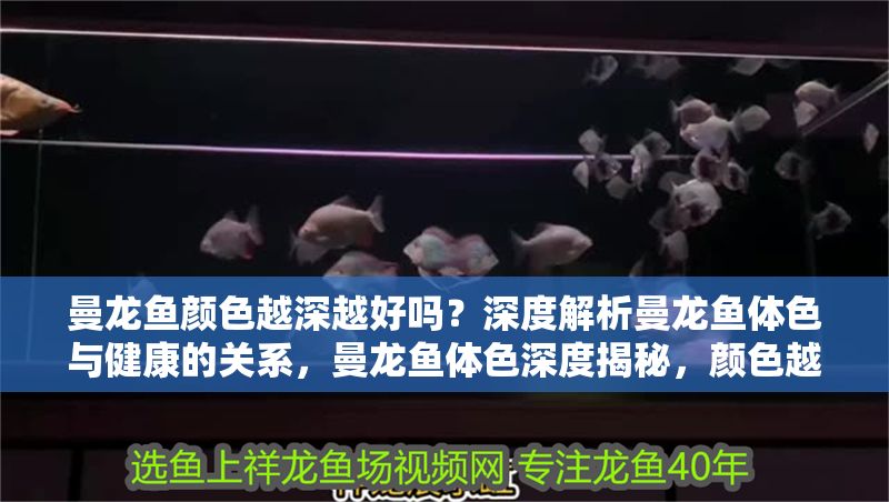 曼龍魚顏色越深越好嗎？深度解析曼龍魚體色與健康的關(guān)系，曼龍魚體色深度揭秘，顏色越深真的代表越健康嗎？