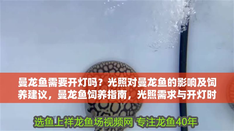 曼龍魚需要開燈嗎？光照對曼龍魚的影響及飼養建議，曼龍魚飼養指南，光照需求與開燈時長的科學建議 曼龍魚需要開燈嗎？光照對曼龍魚的影響及飼養建議，曼龍魚飼養指南，光照需求與開燈時長的科學建議 龍魚百科 第1張