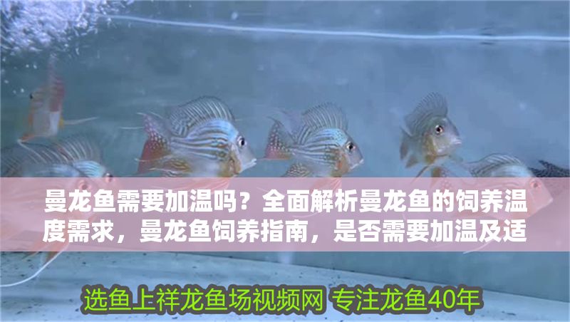 曼龍魚需要加溫嗎？全面解析曼龍魚的飼養溫度需求，曼龍魚飼養指南，是否需要加溫及適宜溫度詳解 曼龍魚需要加溫嗎？全面解析曼龍魚的飼養溫度需求，曼龍魚飼養指南，是否需要加溫及適宜溫度詳解 龍魚百科 第1張
