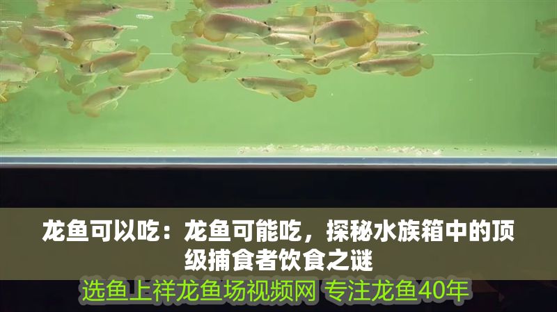 龍魚可以吃：龍魚可能吃，探秘水族箱中的頂級捕食者飲食之謎