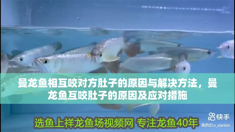 曼龍魚相互咬對(duì)方肚子的原因與解決方法，曼龍魚互咬肚子的原因及應(yīng)對(duì)措施 曼龍魚相互咬對(duì)方肚子的原因與解決方法，曼龍魚互咬肚子的原因及應(yīng)對(duì)措施 龍魚百科 第1張
