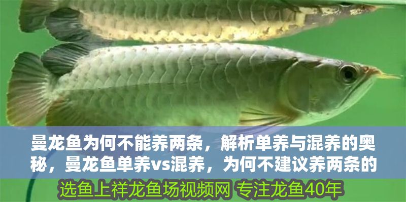 曼龍魚為何不能養兩條，解析單養與混養的奧秘，曼龍魚單養vs混養，為何不建議養兩條的深層解析