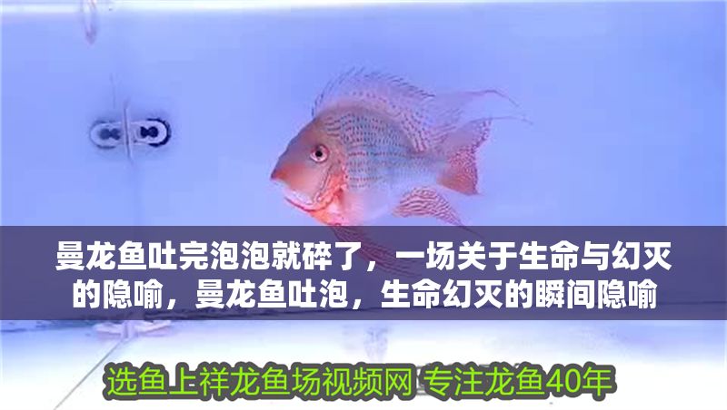 曼龍魚吐完泡泡就碎了，一場(chǎng)關(guān)于生命與幻滅的隱喻，曼龍魚吐泡，生命幻滅的瞬間隱喻