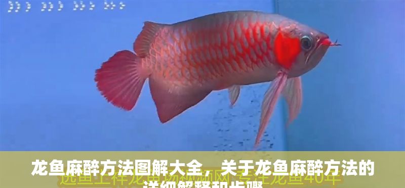 龍魚麻醉方法圖解大全，關于龍魚麻醉方法的詳細解釋和步驟