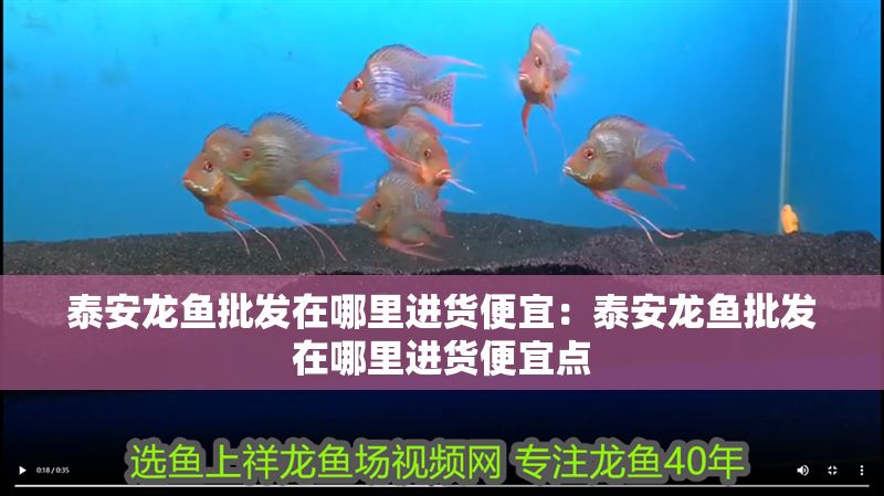 泰安龍魚批發(fā)在哪里進(jìn)貨便宜：泰安龍魚批發(fā)在哪里進(jìn)貨便宜點(diǎn)