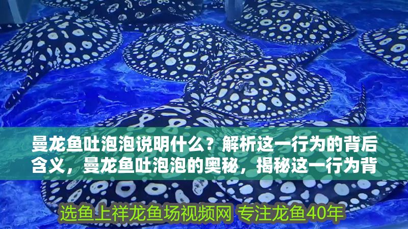 曼龍魚吐泡泡說明什么？解析這一行為的背后含義，曼龍魚吐泡泡的奧秘，揭秘這一行為背后的深層含義