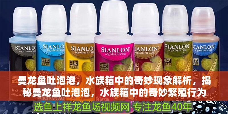 曼龍魚吐泡泡，水族箱中的奇妙現象解析，揭秘曼龍魚吐泡泡，水族箱中的奇妙繁殖行為