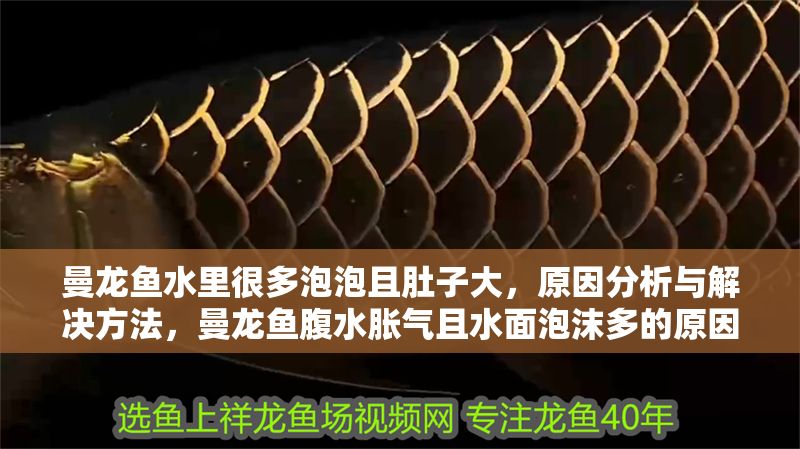 曼龍魚水里很多泡泡且肚子大，原因分析與解決方法，曼龍魚腹水脹氣且水面泡沫多的原因與治療措施 曼龍魚水里很多泡泡且肚子大，原因分析與解決方法，曼龍魚腹水脹氣且水面泡沫多的原因與治療措施 龍魚百科 第1張