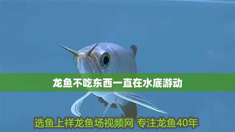 龍魚不吃東西一直在水底游動