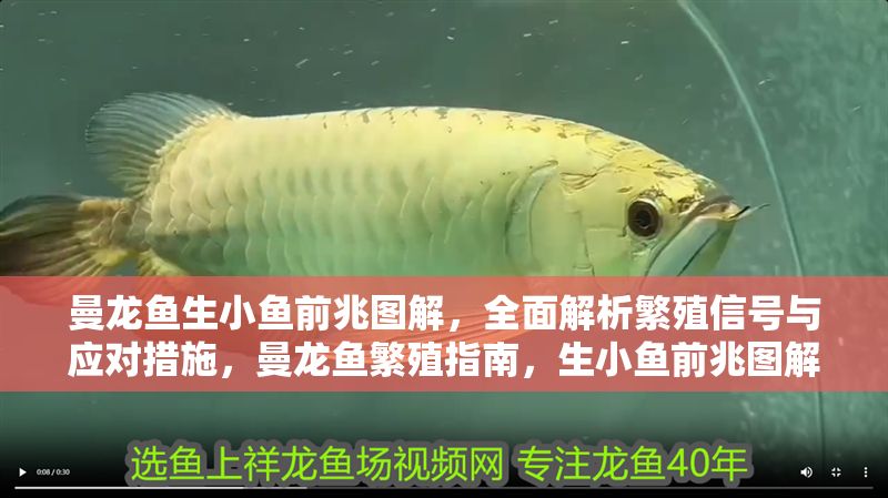 曼龍魚生小魚前兆圖解，全面解析繁殖信號與應對措施，曼龍魚繁殖指南，生小魚前兆圖解與應對策略全解析 曼龍魚生小魚前兆圖解，全面解析繁殖信號與應對措施，曼龍魚繁殖指南，生小魚前兆圖解與應對策略全解析 龍魚百科 第1張