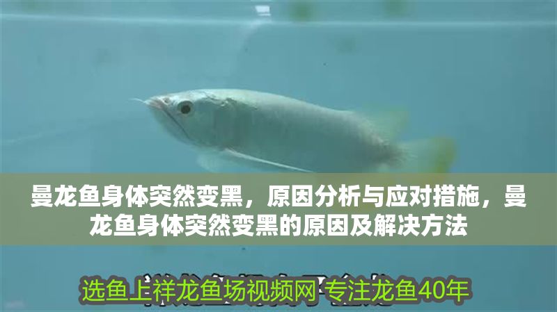 曼龍魚身體突然變黑，原因分析與應對措施，曼龍魚身體突然變黑的原因及解決方法