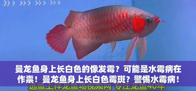 曼龍魚身上長白色的像發霉？可能是水霉病在作祟！曼龍魚身上長白色霉斑？警惕水霉病！