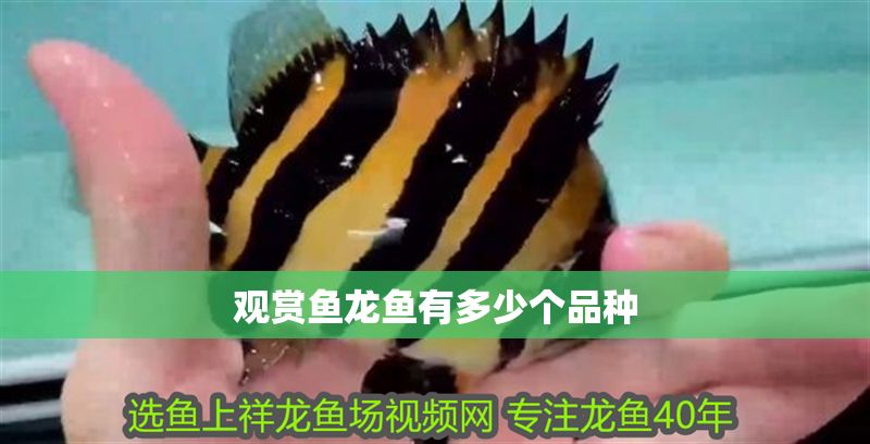 觀賞魚龍魚有多少個品種
