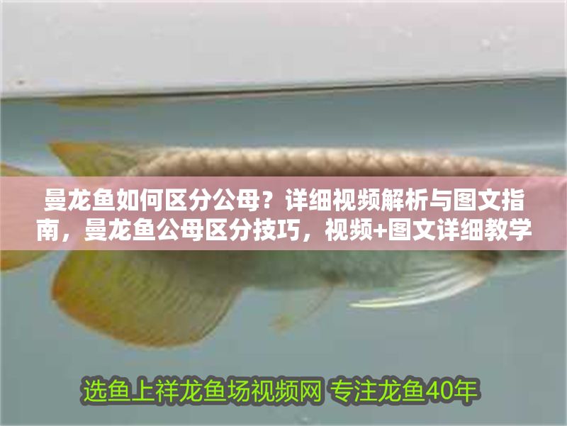 曼龍魚如何區(qū)分公母？詳細(xì)視頻解析與圖文指南，曼龍魚公母區(qū)分技巧，視頻+圖文詳細(xì)教學(xué)