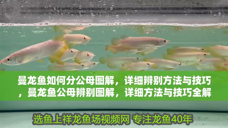 曼龍魚如何分公母圖解，詳細辨別方法與技巧，曼龍魚公母辨別圖解，詳細方法與技巧全解析 曼龍魚如何分公母圖解，詳細辨別方法與技巧，曼龍魚公母辨別圖解，詳細方法與技巧全解析 龍魚百科 第1張