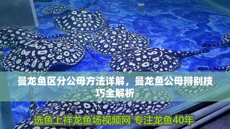 曼龍魚區分公母方法詳解,曼龍魚公母辨別技巧全解析 龍魚百科 第1張 曼龍魚區分公母方法詳解,曼龍魚公母辨別技巧全解析 曼龍魚區分公母方法詳解,曼龍魚公母辨別技巧全解析 龍魚百科 第1張