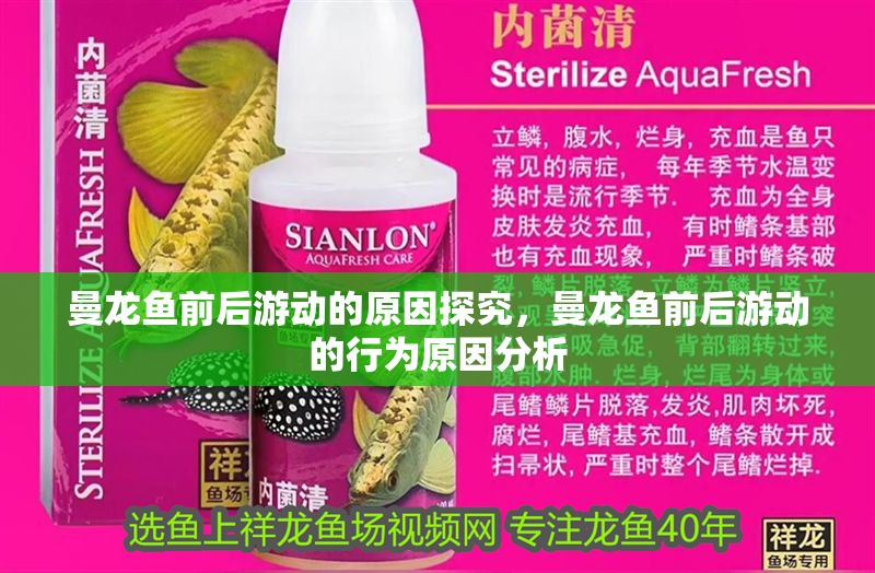 曼龍魚前后游動(dòng)的原因探究，曼龍魚前后游動(dòng)的行為原因分析 曼龍魚前后游動(dòng)的原因探究，曼龍魚前后游動(dòng)的行為原因分析 龍魚百科 第1張
