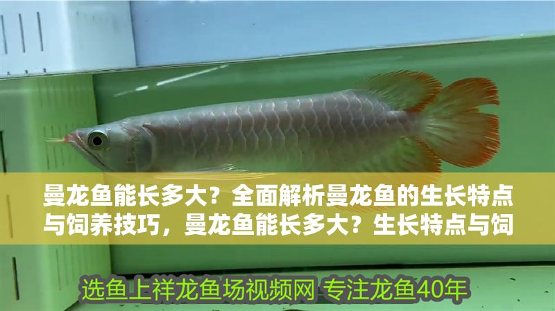 曼龍魚能長多大？全面解析曼龍魚的生長特點與飼養(yǎng)技巧，曼龍魚能長多大？生長特點與飼養(yǎng)技巧全解析
