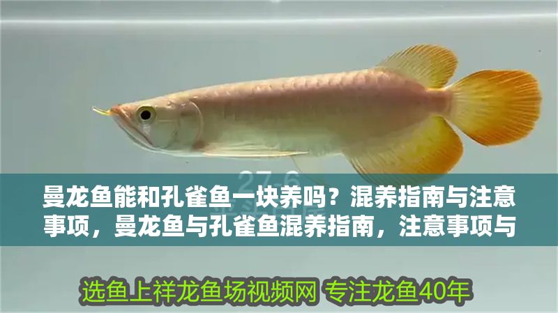 曼龍魚能和孔雀魚一塊養嗎？混養指南與注意事項，曼龍魚與孔雀魚混養指南，注意事項與技巧
