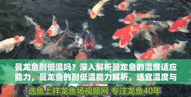 曼龍魚耐低溫嗎？深入解析曼龍魚的溫度適應能力，曼龍魚的耐低溫能力解析，適宜溫度與生存極限