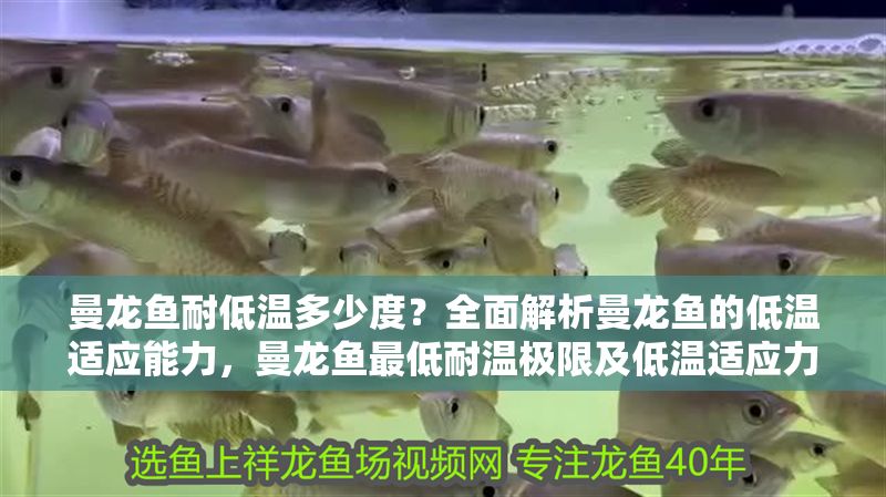 曼龍魚耐低溫多少度？全面解析曼龍魚的低溫適應能力，曼龍魚最低耐溫極限及低溫適應力全解析