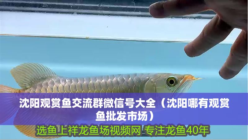 沈陽觀賞魚交流群微信號大全（沈陽哪有觀賞魚批發市場）