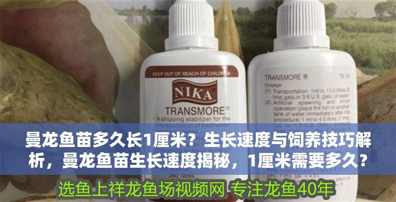 曼龍魚苗多久長1厘米？生長速度與飼養(yǎng)技巧解析，曼龍魚苗生長速度揭秘，1厘米需要多久？關(guān)鍵飼養(yǎng)技巧全解析