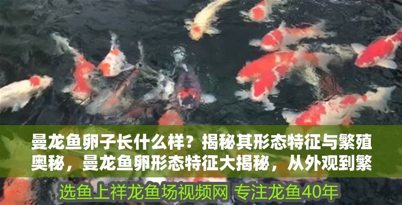 曼龍魚卵子長什么樣？揭秘其形態(tài)特征與繁殖奧秘，曼龍魚卵形態(tài)特征大揭秘，從外觀到繁殖全過程解析 曼龍魚卵子長什么樣？揭秘其形態(tài)特征與繁殖奧秘，曼龍魚卵形態(tài)特征大揭秘，從外觀到繁殖全過程解析 龍魚百科 第1張
